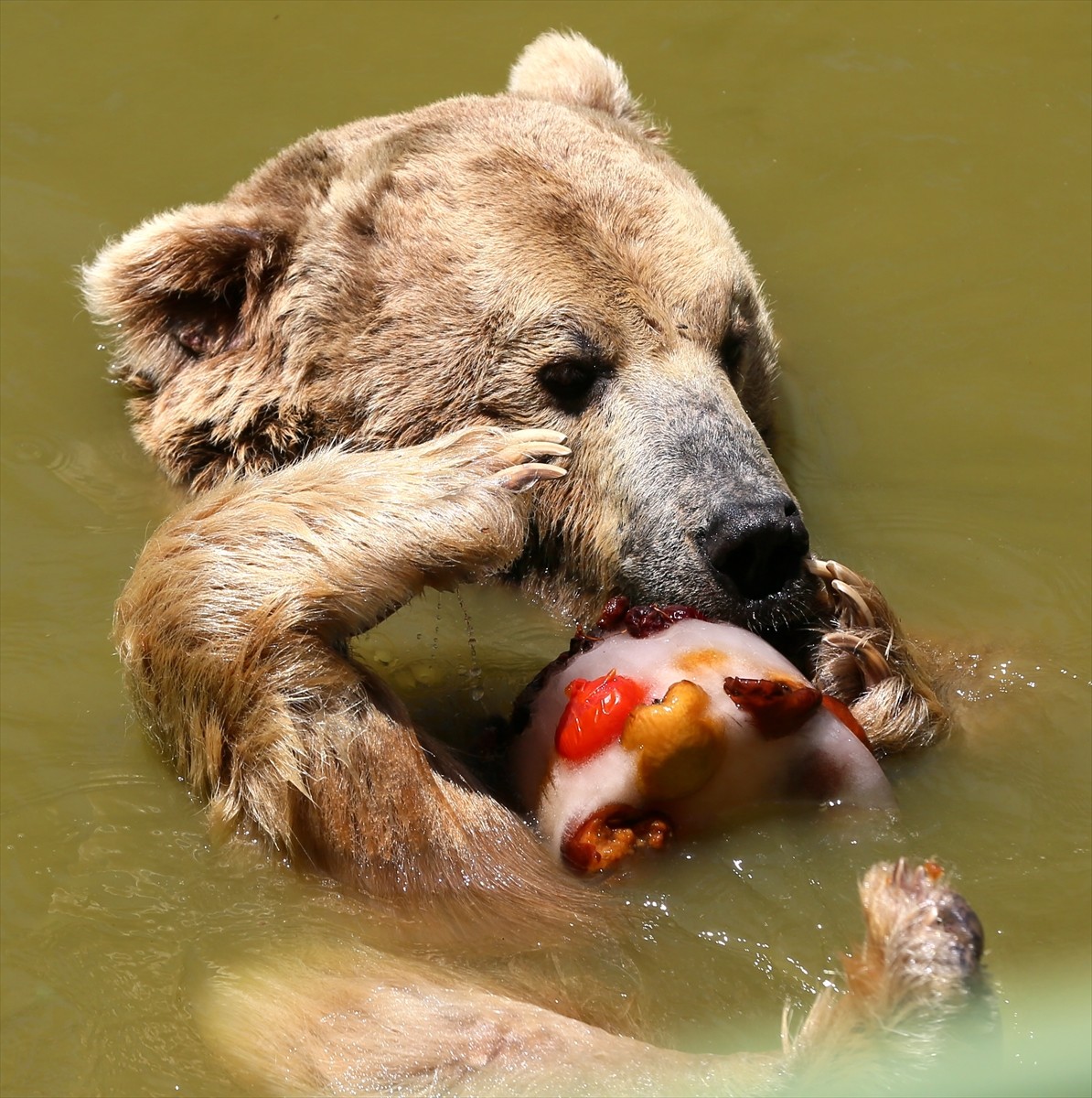 Gaziantep Hayvanat Bahçesi sakinleri, mevsim normallerinin üzerindeki sıcaklarda özel olarak...