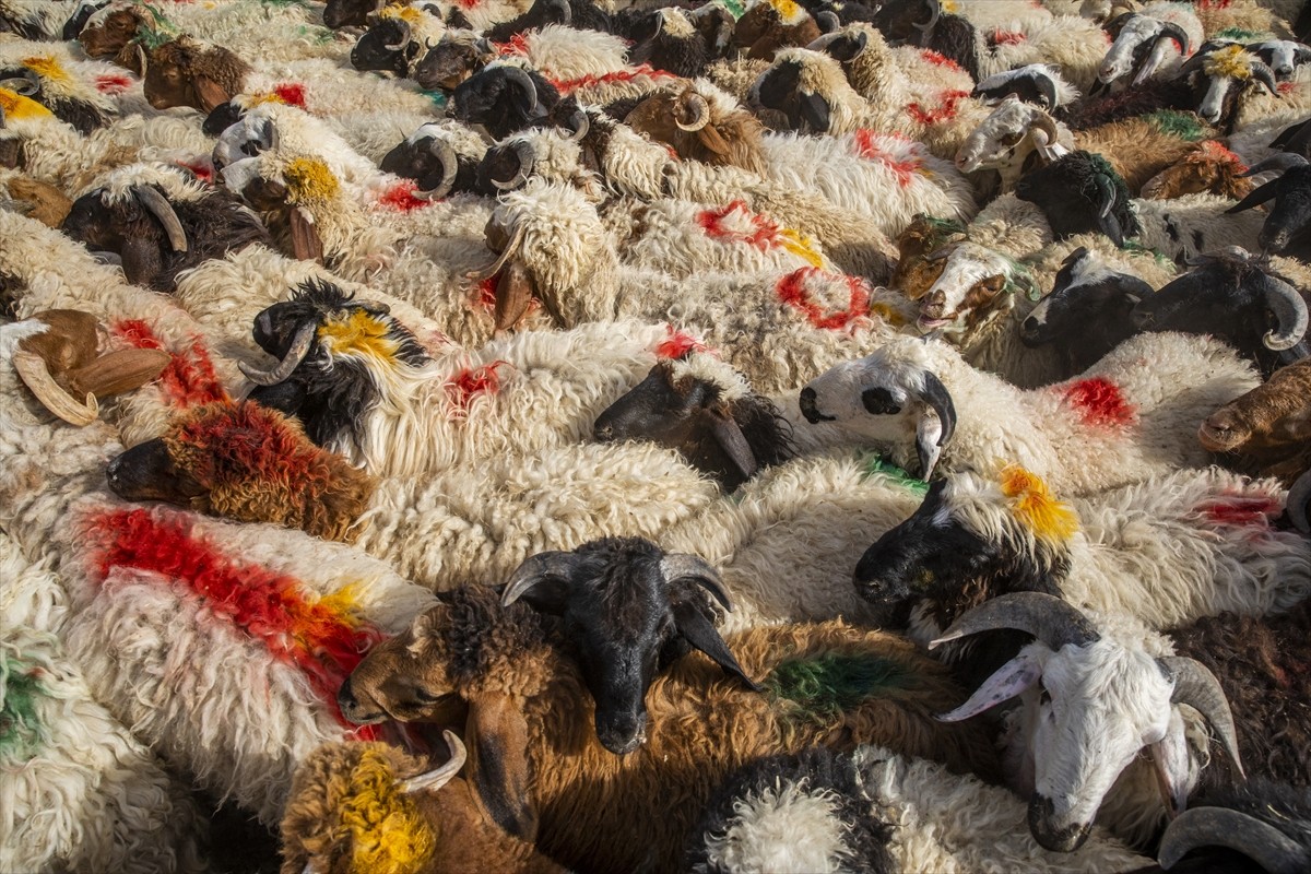 Irak’ın Erbil kentinde Kurban Bayramı öncesinde hayvan pazarlarında satışların bulaşıcı hastalık...