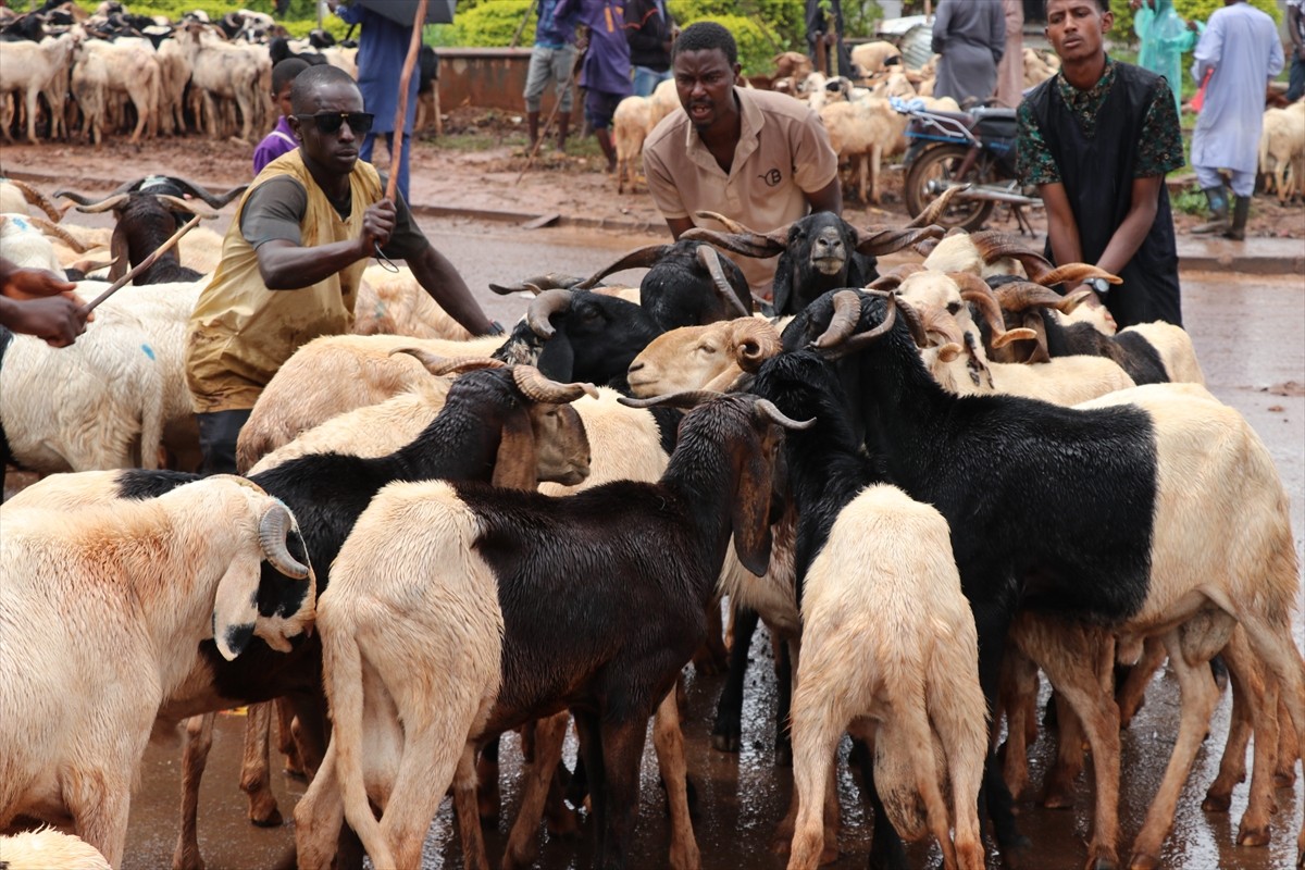 Kamerun'un başkenti Yaounde'de Kurban Bayramı'na sayılı günler kala hayvan pazarlarında...