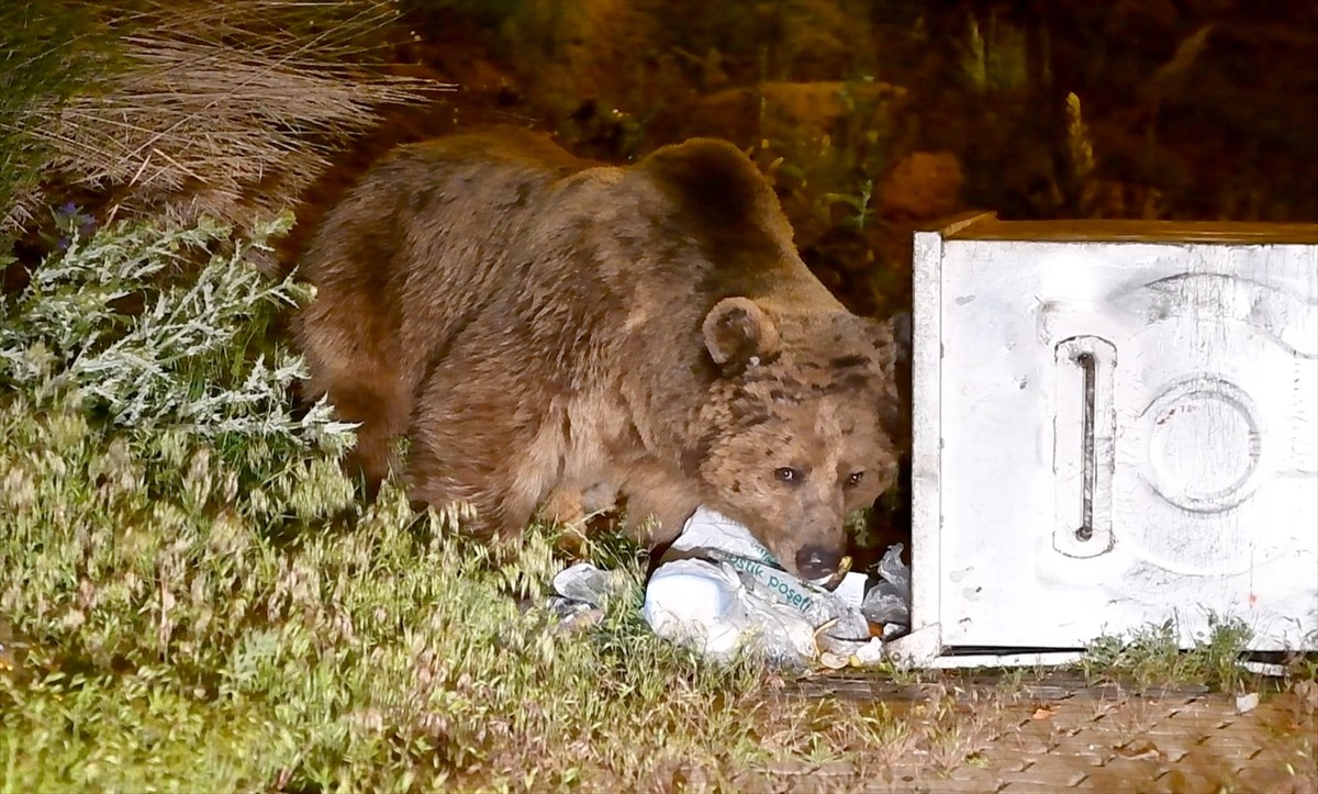 Kars'ın Sarıkamış ilçesinde mahalleye inen bozayılar, çöp konteynerlerinde yiyecek ararken...