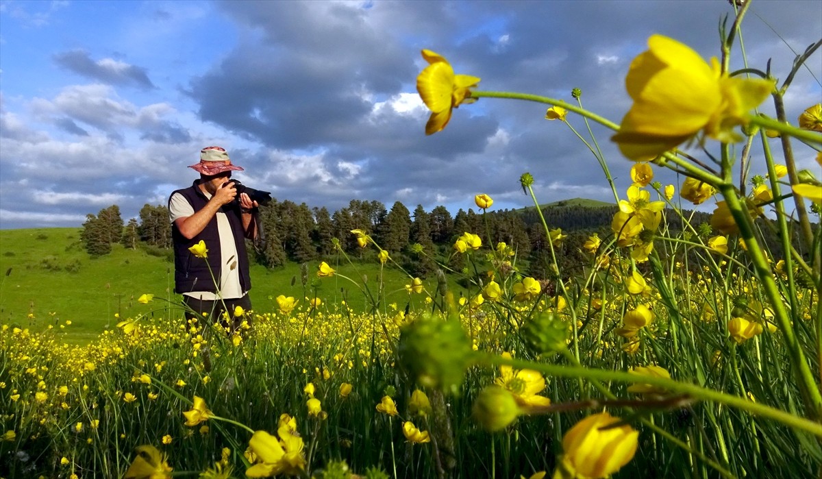 Kars'ın Sarıkamış ilçesinde, sağanak sonrası yüksek rakımlı yaylalar ve meralar rengarenk...