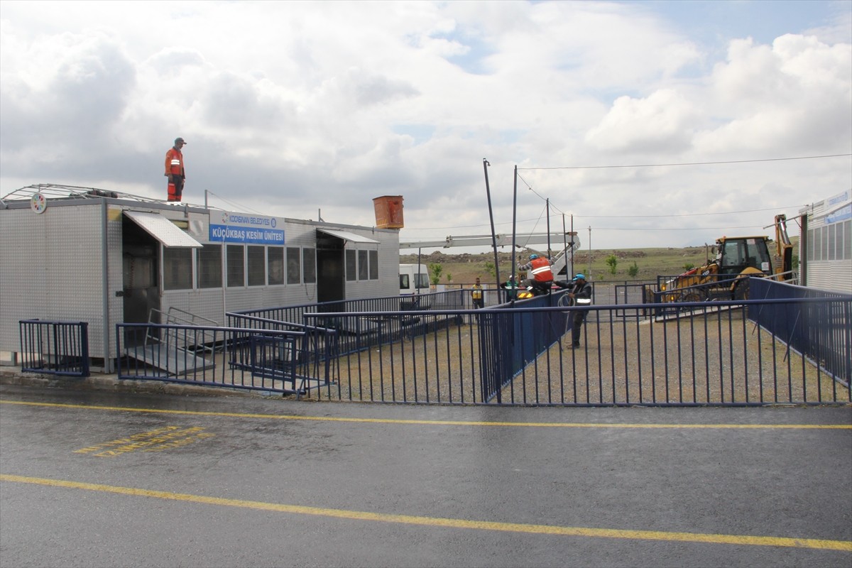 Kayseri'de Kocasinan Belediyesi ekipleri, Kurban Bayramı öncesi prova için 3 büyükbaş hayvanın...