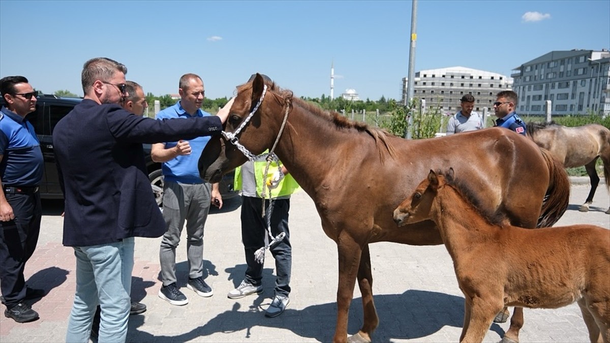 Kırklareli Belediyesince kent merkezinde başıboş dolaşan atlar toplanarak rehabilitasyon alanına...