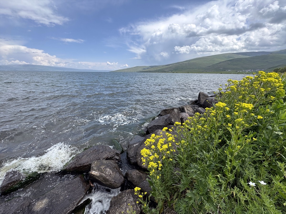Kışın yüzeyi buz tutan Çıldır Gölü'nün çevresi çiçeklerle kaplandı.
