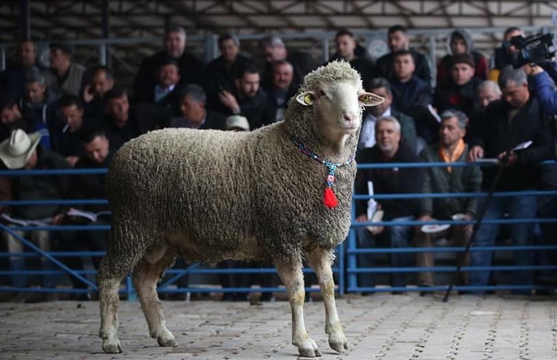 Kocaeli'de Damızlık Koç Desteği Projesi Başladı