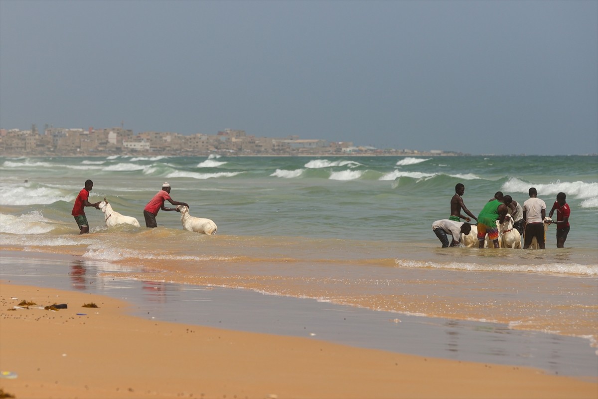 Kurban Bayramı yaklaşırken, Senegal genelinde kurbanlık koyunların okyanusta yıkanması, bayram...