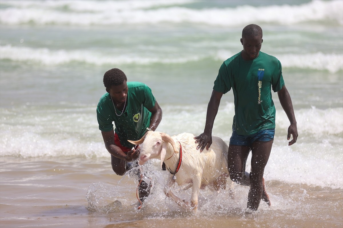 Kurban Bayramı yaklaşırken, Senegal genelinde kurbanlık koyunların okyanusta yıkanması, bayram...