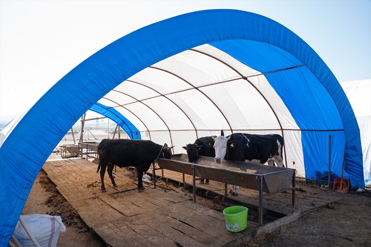 Kurbanlık satışlarının sona ermesiyle başkentte kurulan hayvan pazarlarındaki çadırların...