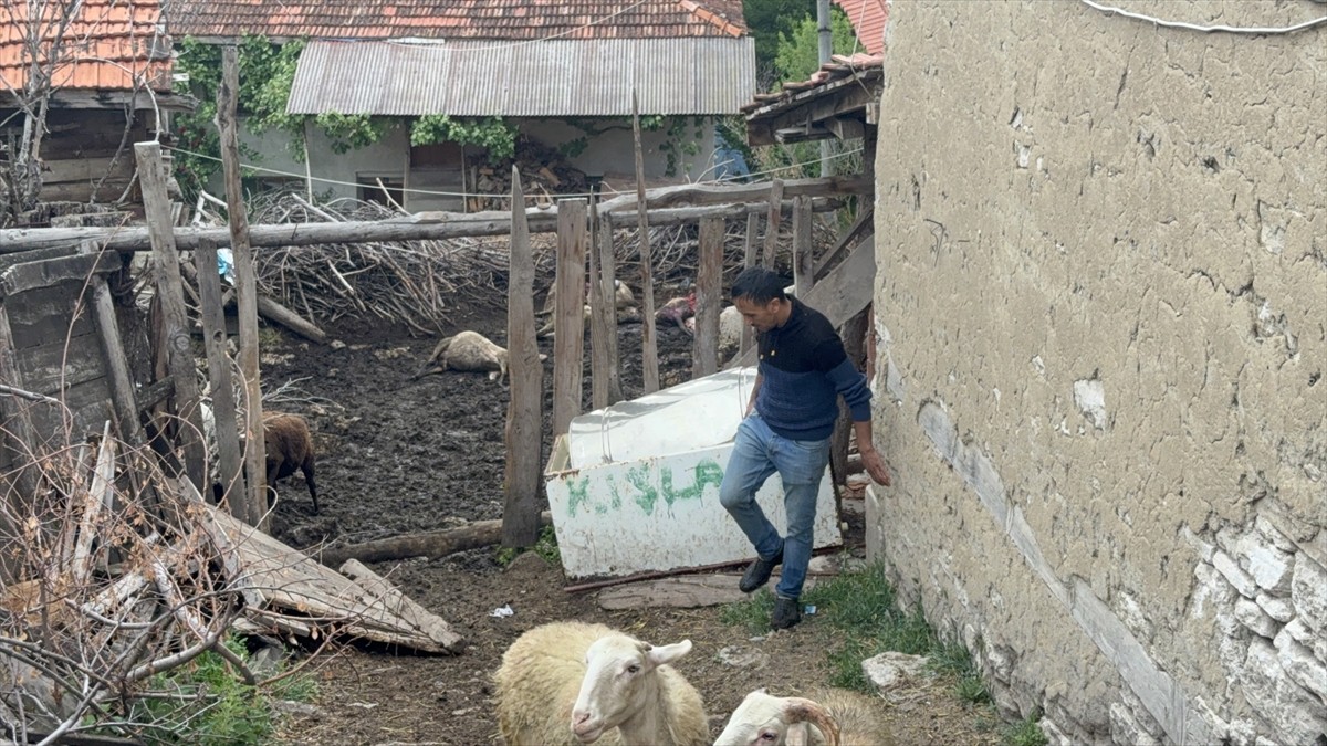 Kütahya'nın Domaniç ilçesinde bir ağıla giren kurtlar, 11 koyunu telef etti, 14 koyunu da...