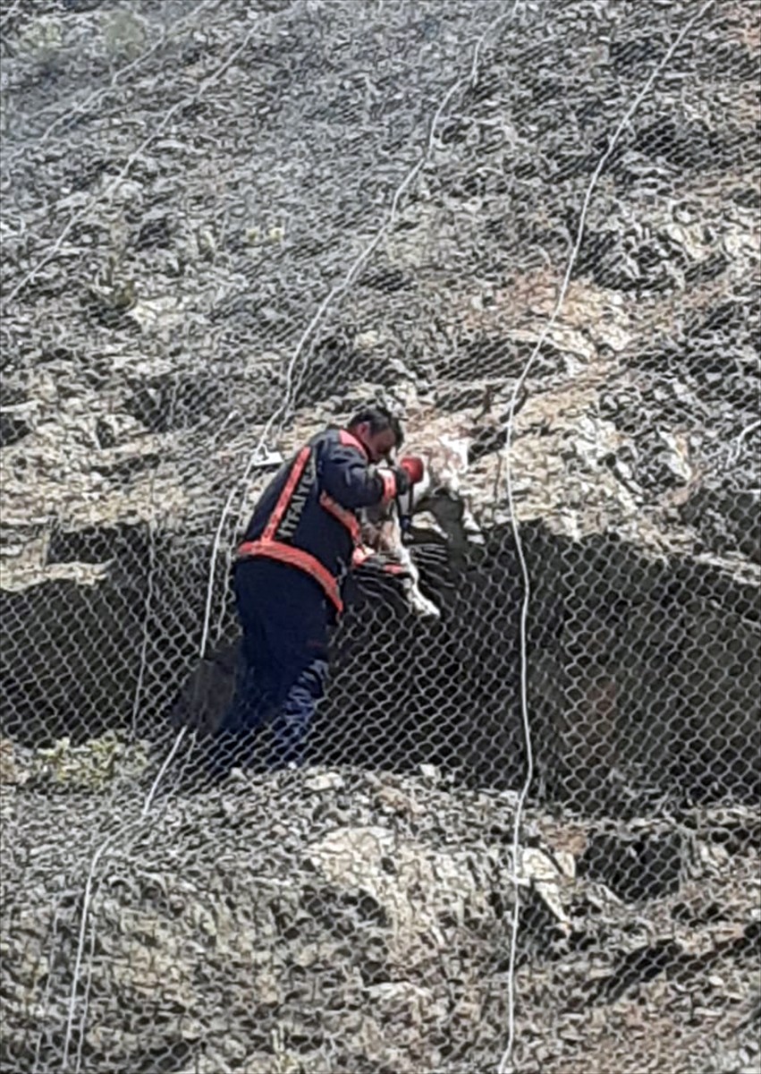 Malatya'da koruma tellerine takılan 2 yaban keçisi kurtarılarak doğaya salındı.