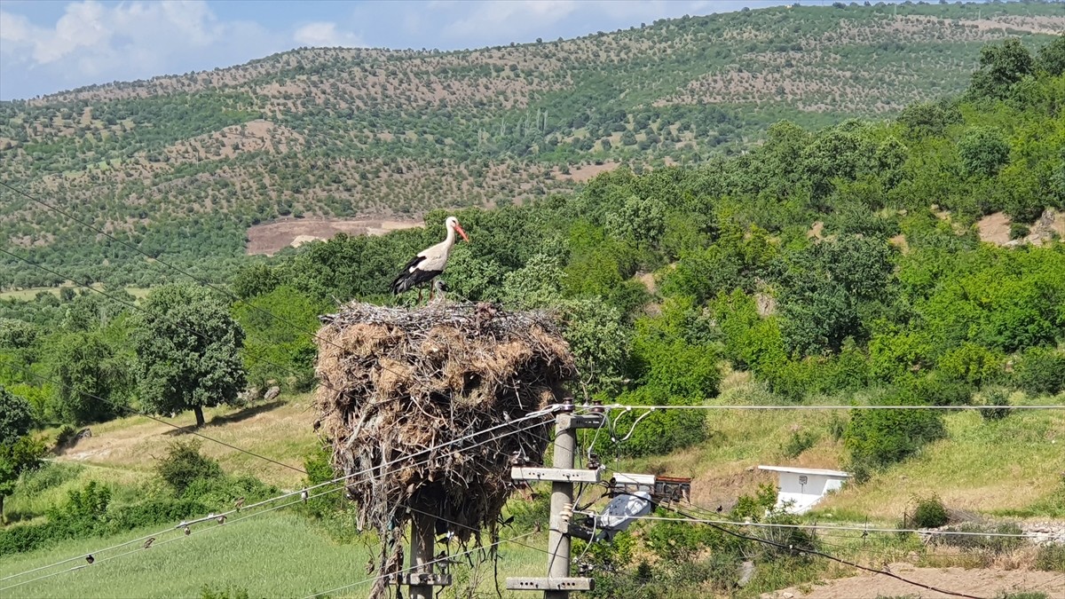 Manisa'nın Demirci ilçesinde 25 yıldır aynı direğe yuva kuran leylekler için enerji hattının yeri...