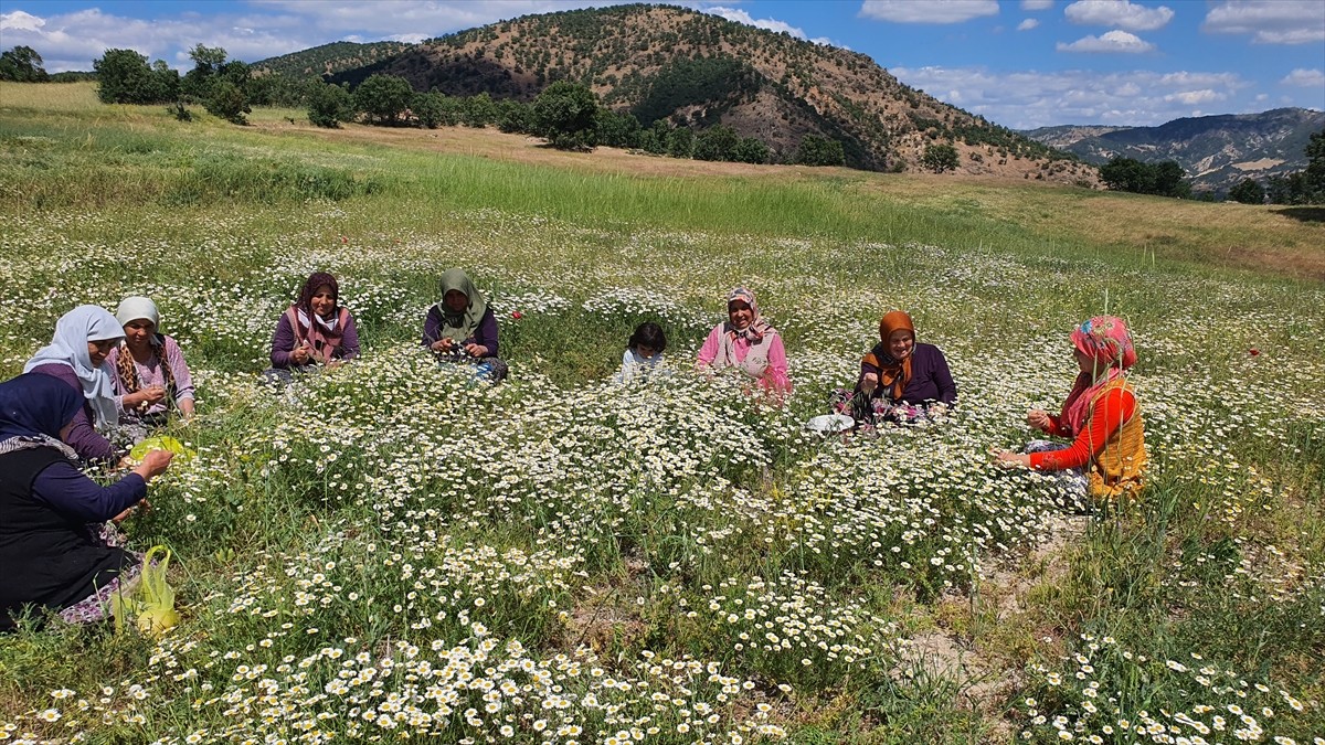 Manisa'nın Demirci ilçesinin yaylalarında doğada yetişen kır papatyalarını toplayıp kurutan...