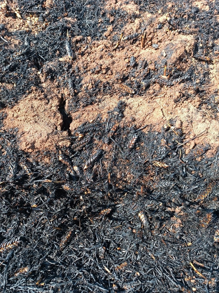 Mardin'in Derik ilçesinde yaklaşık 400 dekar buğday ekili alan çıkan yangın nedeniyle zarar...