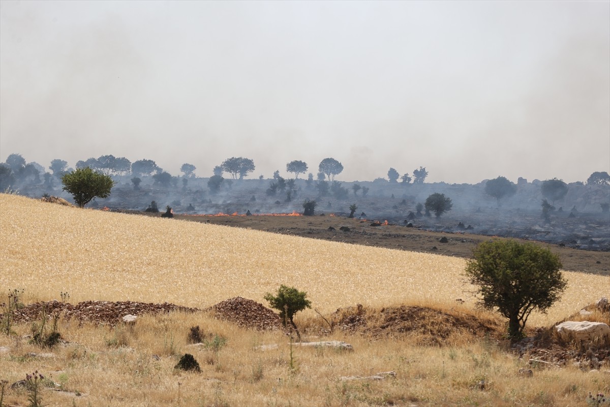 Mardin'in Mazıdağı ilçesinde, ormanlık alanda çıkan yangın kontrol altına alındı.