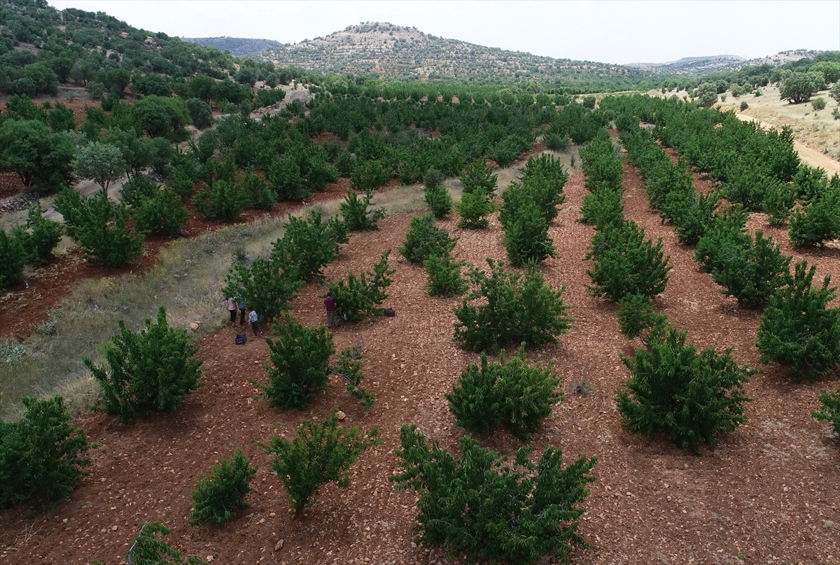Mardin'in Yeşilli ilçesinde tadı ve aromasıyla beğenilen ve uzun yıllardır adına festival...