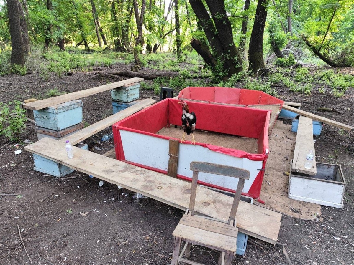 Muğla'da, Köyceğiz Hayvanları Çevreyi ve Doğayı Koruma Derneği Başkanı Ü.B. ile 15 şüpheli horoz...