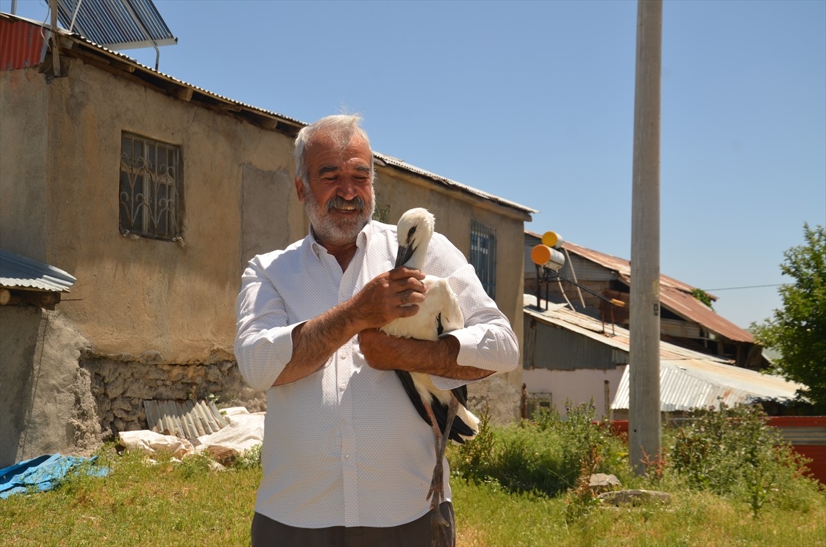 Muş'ta elektrik direğindeki yuvadan düşen leylek yavrusu tedavi altına alındı.