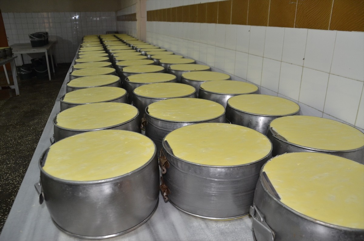 Muş'ta girişimci 5 kardeşin kurduğu tesiste üretilen eski kaşar peyniri, ülkenin dört yanına...