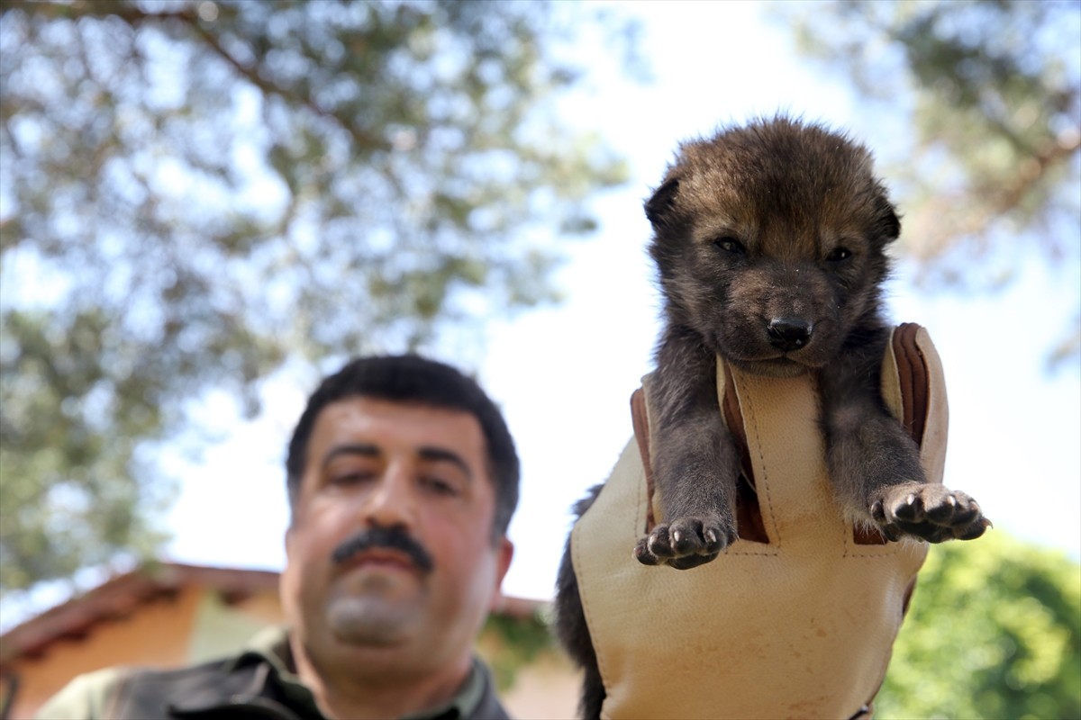 Muş'ta yaylada bitkin halde bulunan 4 kurt yavrusu koruma altına alındı. Yürütülen çalışma sonucu...