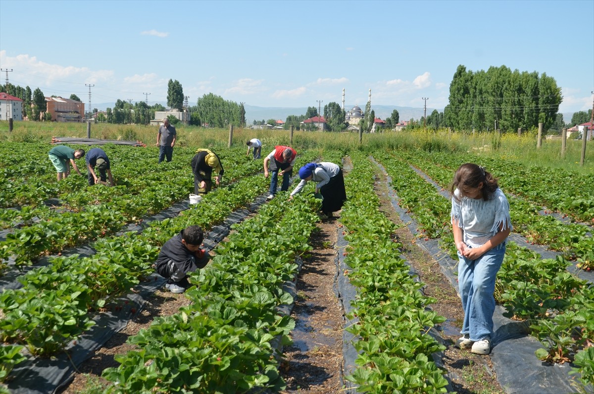 Muş'un Hasköy ilçesinde üreticiler, yılın ilk çilek hasadını yapıyor. İlçede 13 yetiştiricinin...