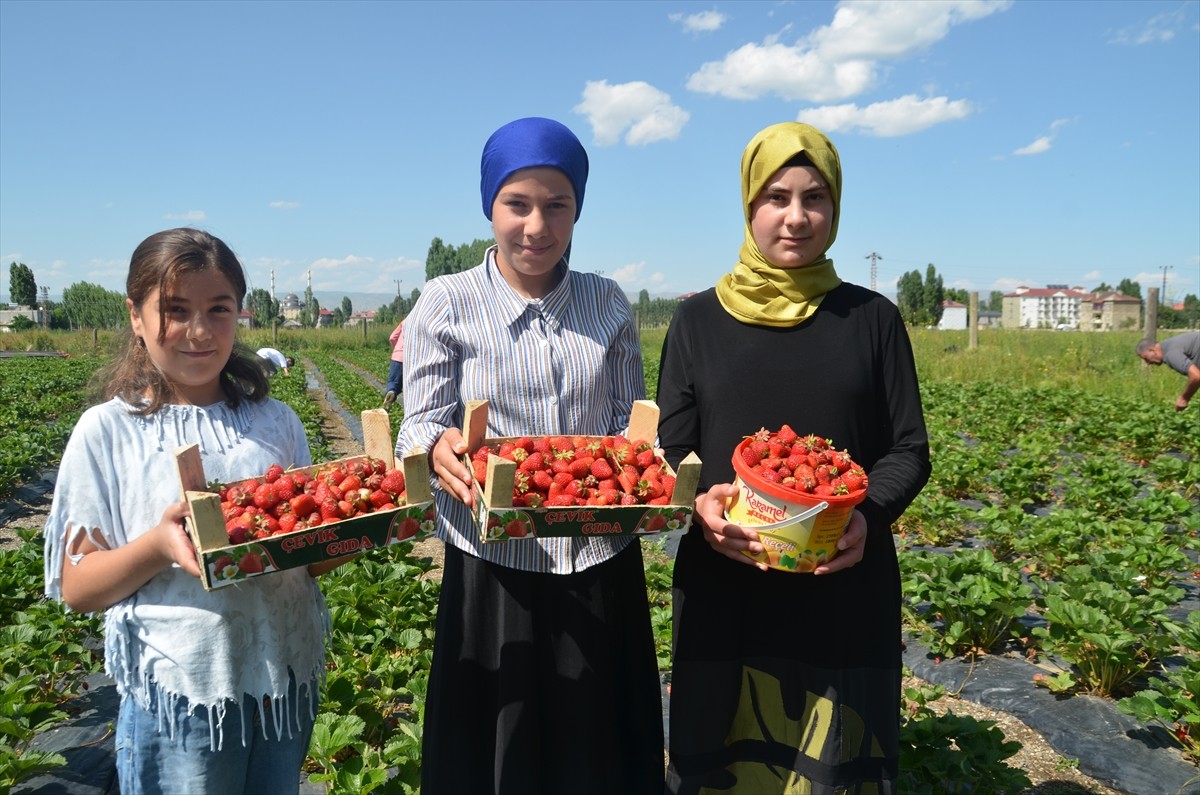 Muş'un Hasköy ilçesinde üreticiler, yılın ilk çilek hasadını yapıyor. İlçede 13 yetiştiricinin...