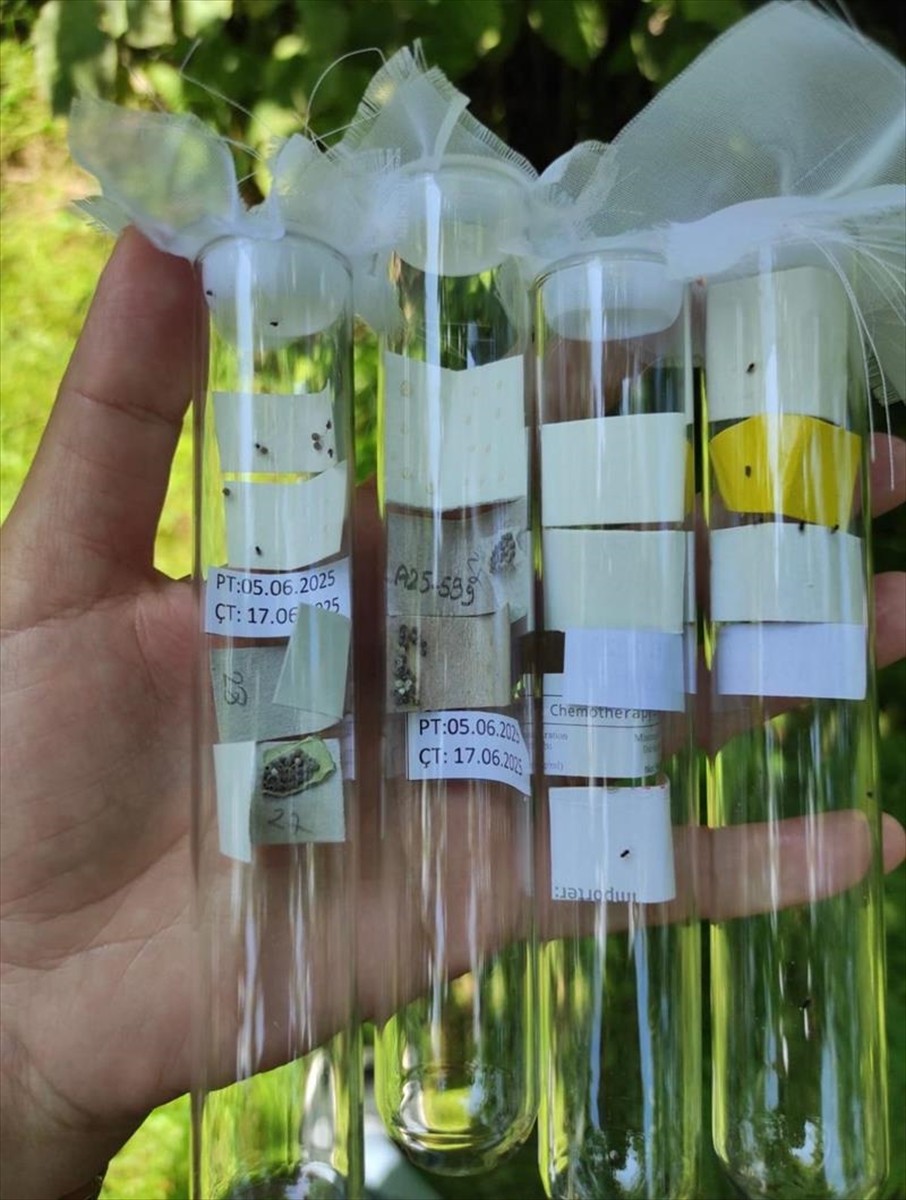 Rize'de kahverengi kokarca zararlısıyla biyolojik mücadele kapsamında son bir haftada 50 bin...