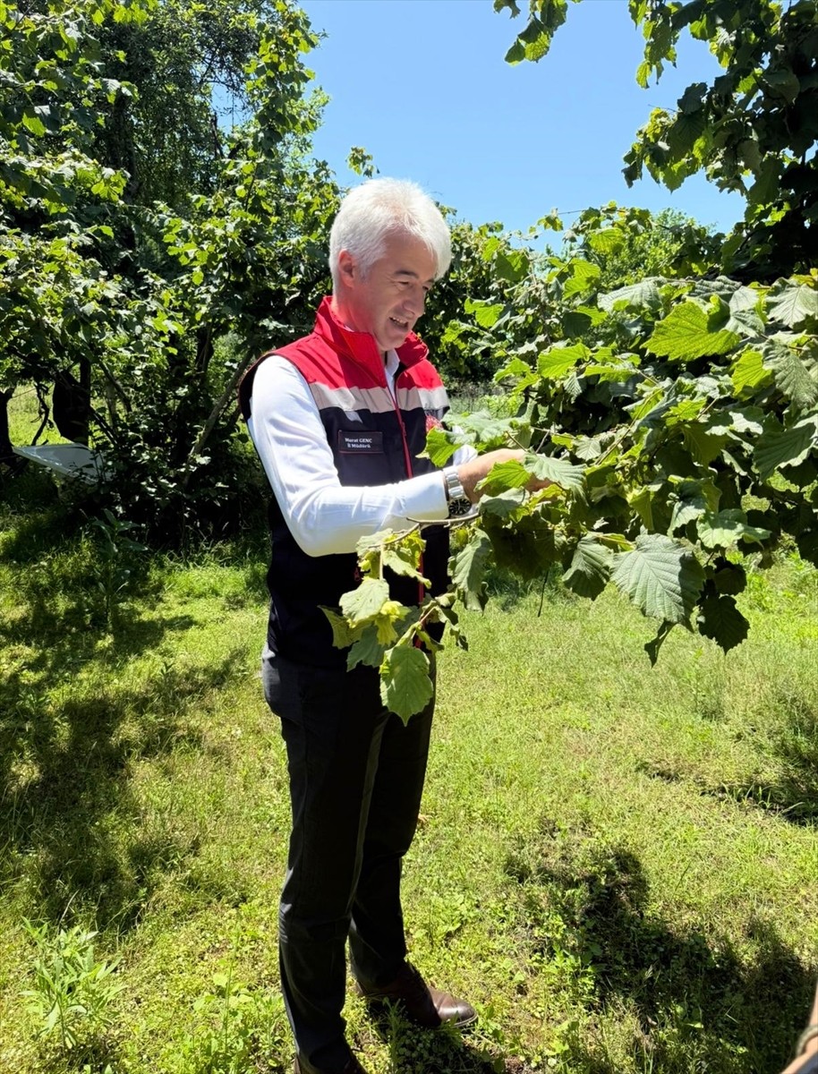 Rize'de kahverengi kokarca zararlısıyla biyolojik mücadele kapsamında son bir haftada 50 bin...