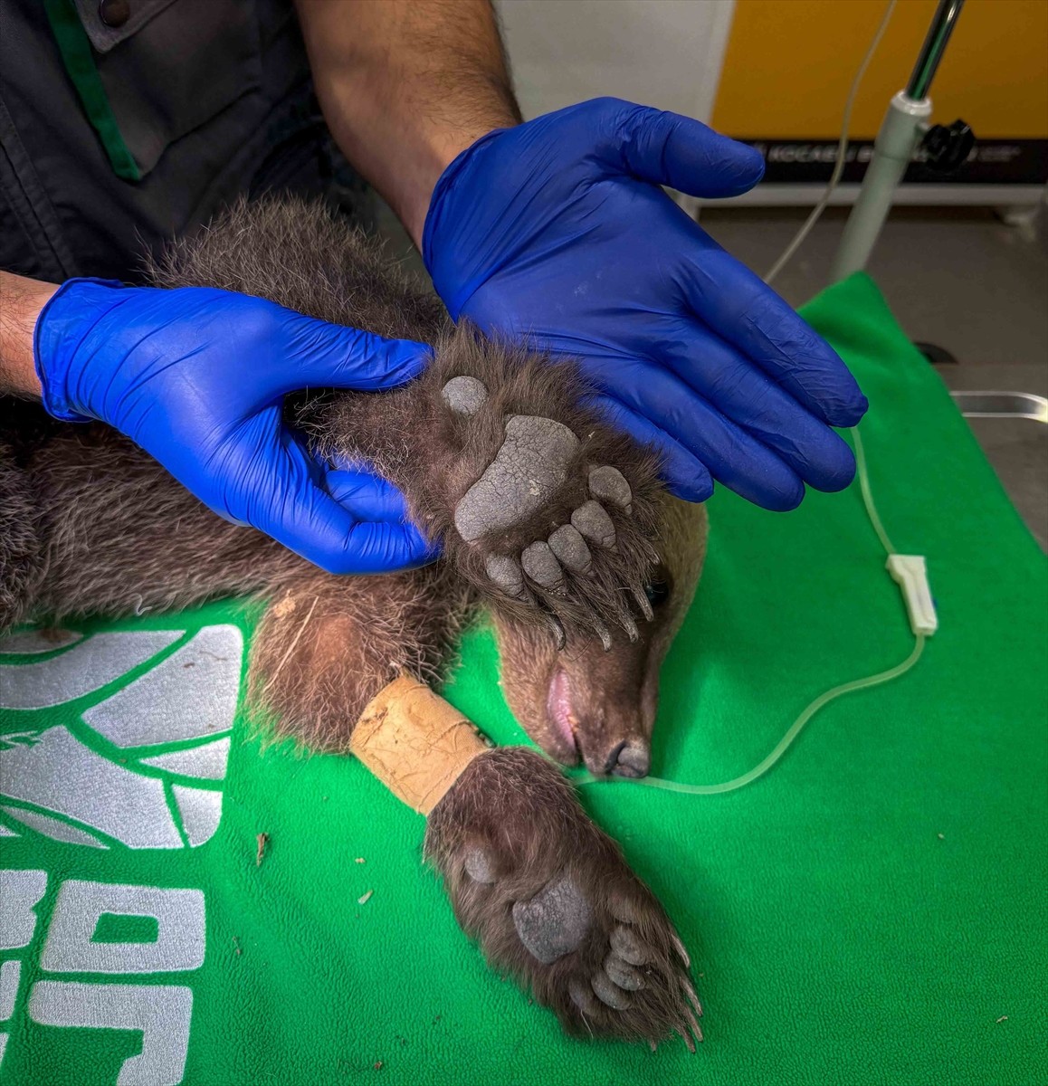 Sakarya'da vatandaşlar tarafından bitkin halde bulunan boz ayı, Kocaeli'deki Ormanya Yaban Hayatı...