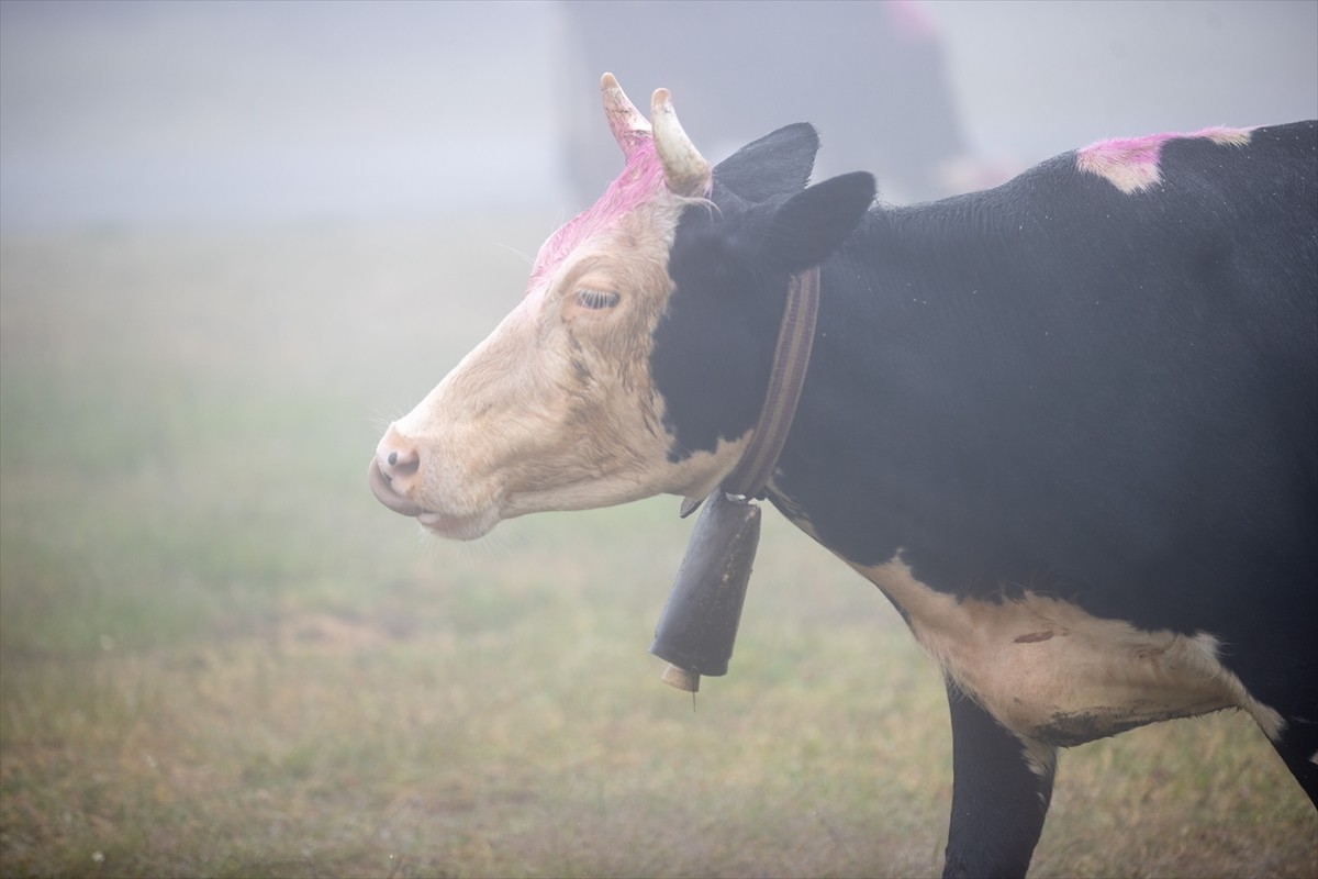 Sakarya'nın Hendek ilçesinde besiciler, havaların ısınmasıyla hayvanlarının otlak ihtiyacını...