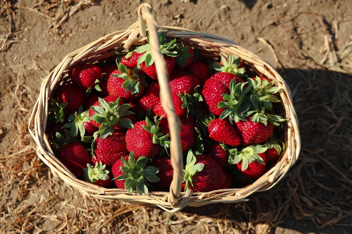 Sakarya'nın Kocaali ilçesinde babasına destek olmak amacıyla başladığı çiftçiliği meslek edinen...