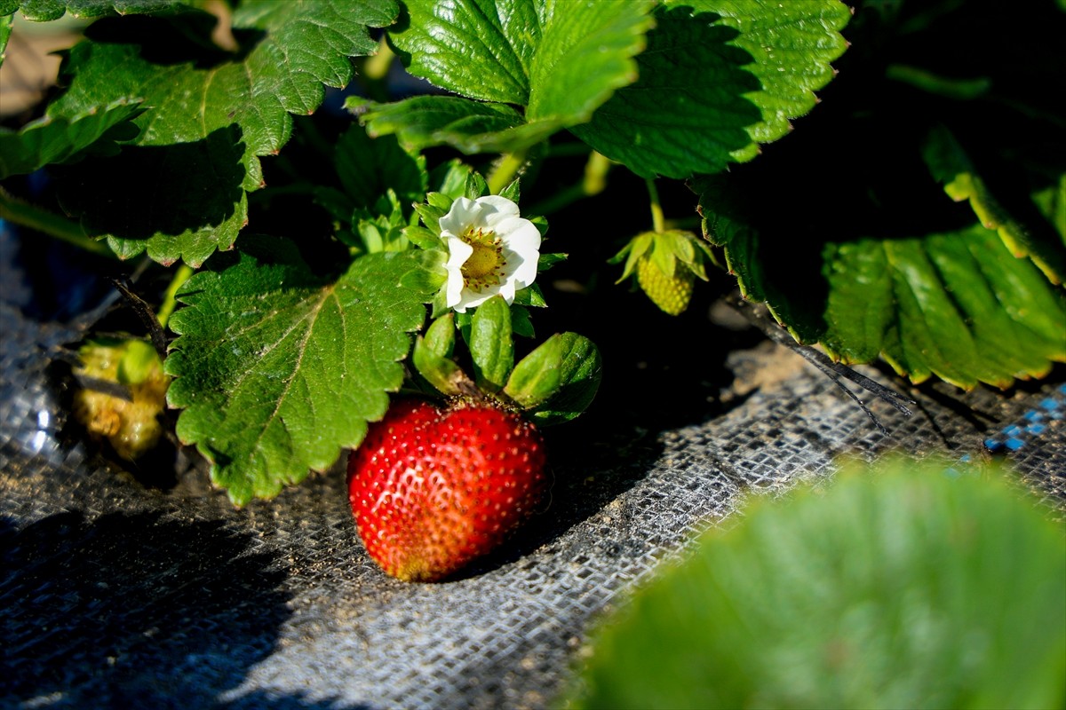 Sakarya'nın Kocaali ilçesinde babasına destek olmak amacıyla başladığı çiftçiliği meslek edinen...