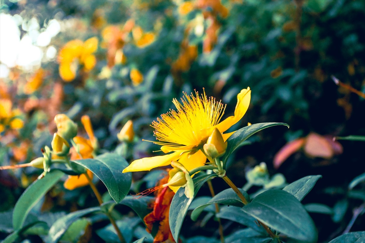 Sakarya'nın Kocaali ve Hendek ilçeleri arasında kalan 900 rakımlı Çam Dağı bölgesinde açan...