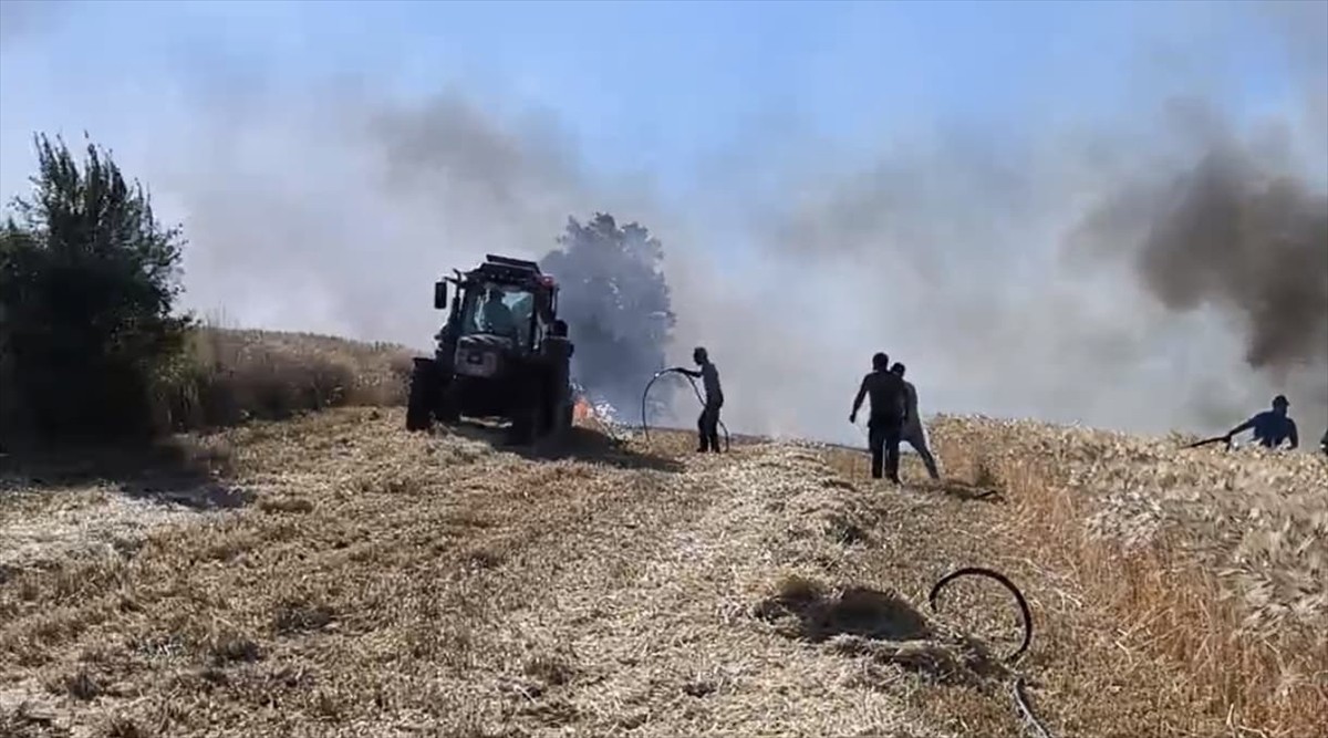 Samsun'un Vezirköprü ilçesinde çıkan yangında yaklaşık 11 dönüm buğday ekili ve 50 dönüm anız...