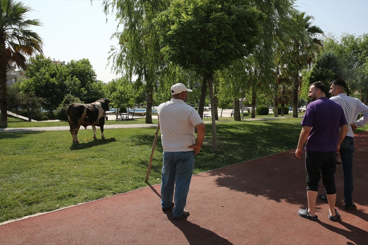 Şanlıurfa'nın Haliliye ilçesinde kesime götürülürken kaçan kurbanlık boğa parkta...