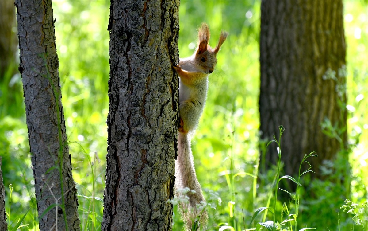 Sarıçam ormanlarıyla birçok yaban hayvanına barınma ve üreme imkanı sunan Kars'ın Sarıkamış...