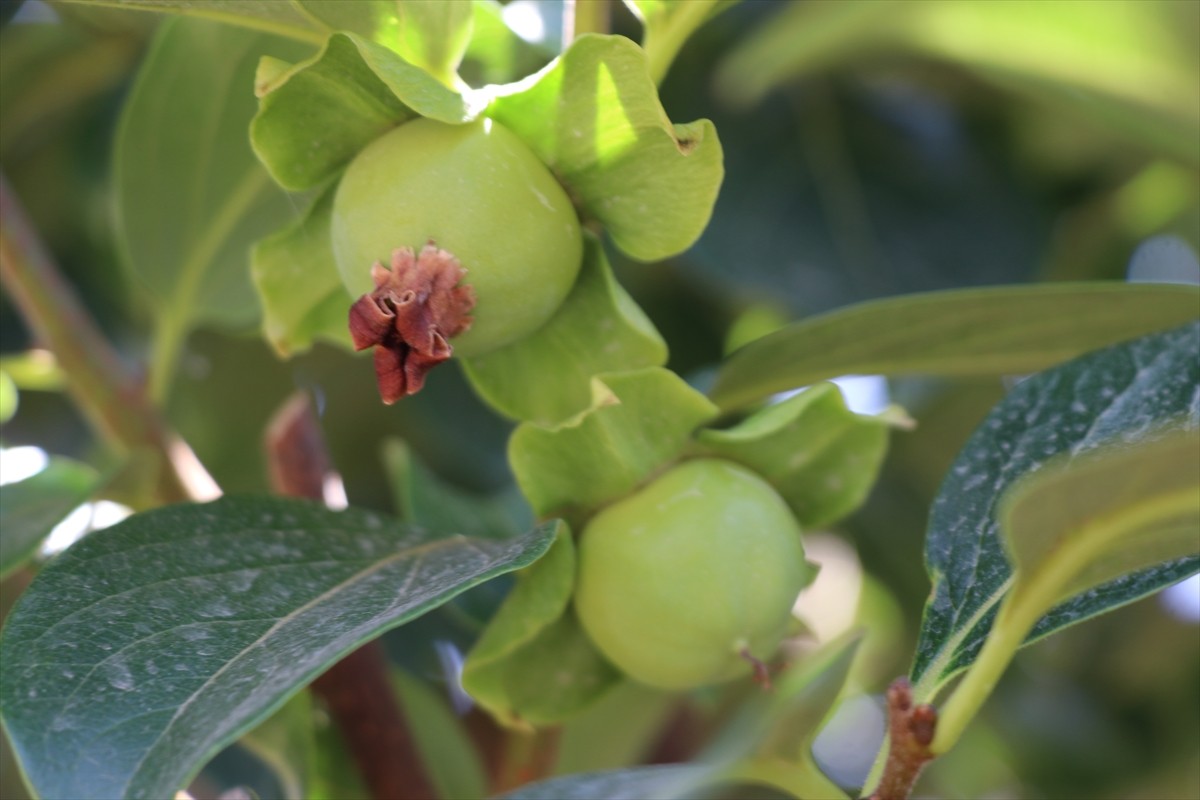 Siirt'in Pervari ilçesindeki çiftçiler, 4 yıl önce diktikleri Trabzon hurması fidanlarının ilk...