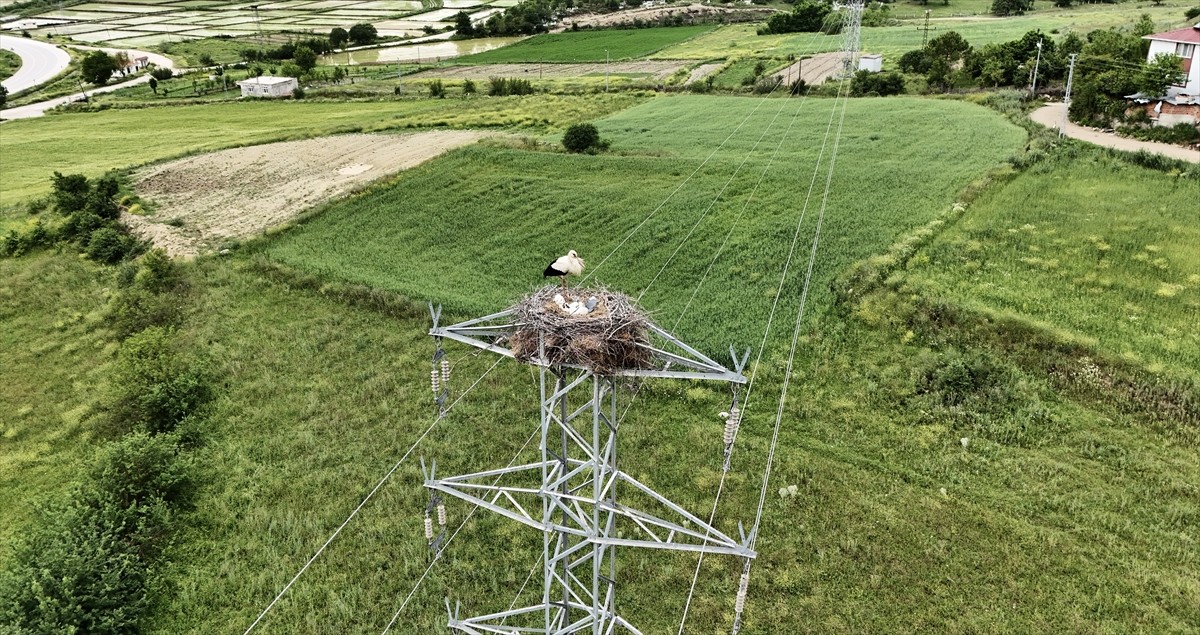 Sinop'ta, "Saraydüzü Cuma Ovası'nda Leylek Popülasyonu Projesi" kapsamında leyleklerin...