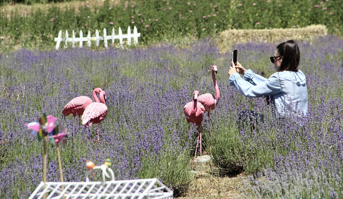Sinop’ta, kadın girişimci tarafından 30 dönümlük arazi üzerine kurulan lavanta tarlasının kent...