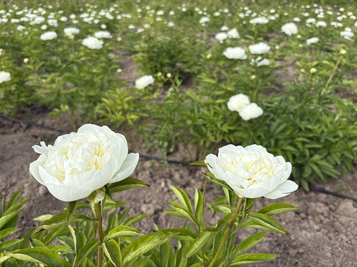 Sivas'ın Suşehri ilçesinde bir yıl önce hobi olarak başladığı şakayık çiçeği üretimini 11 dönüm...