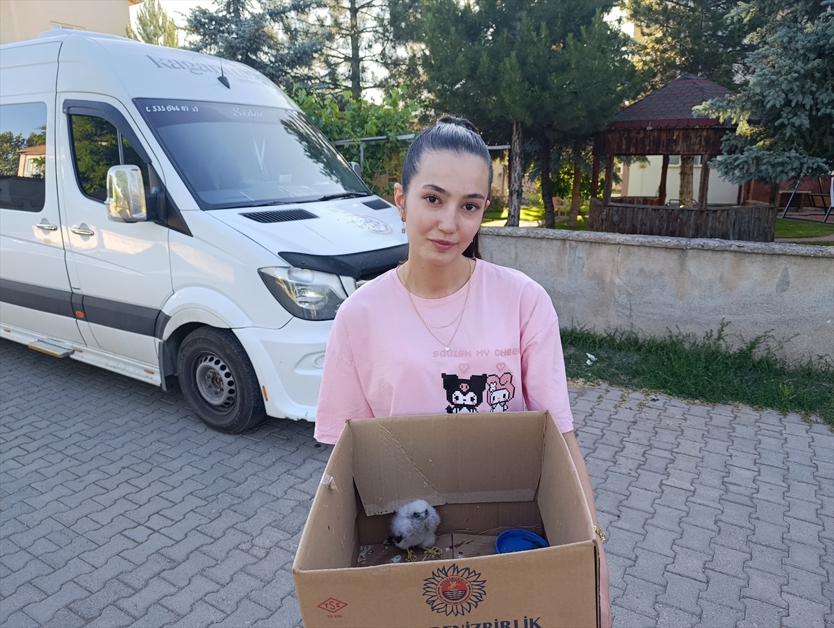 Sivas’ın Şarkışla ilçesinde bir çocuk tarafından bulunan yavru kızıl şahin koruma altına...