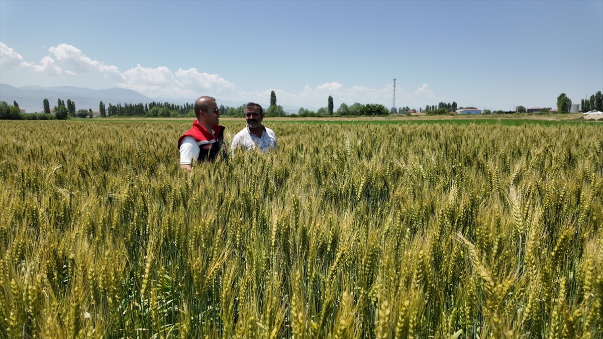 Tarım ve Orman Bakanlığının yüzde 50 hibe desteğiyle dağıttığı yerli ve milli buğday çeşidi...