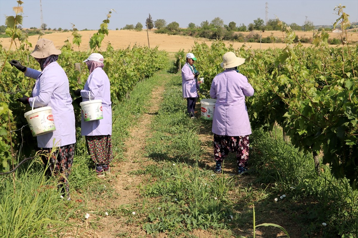 Tekirdağ'da "kınalı yapıncak" olarak adlandırılan meşhur Yapıncak üzümünün tescil edilen tüysüz ve...