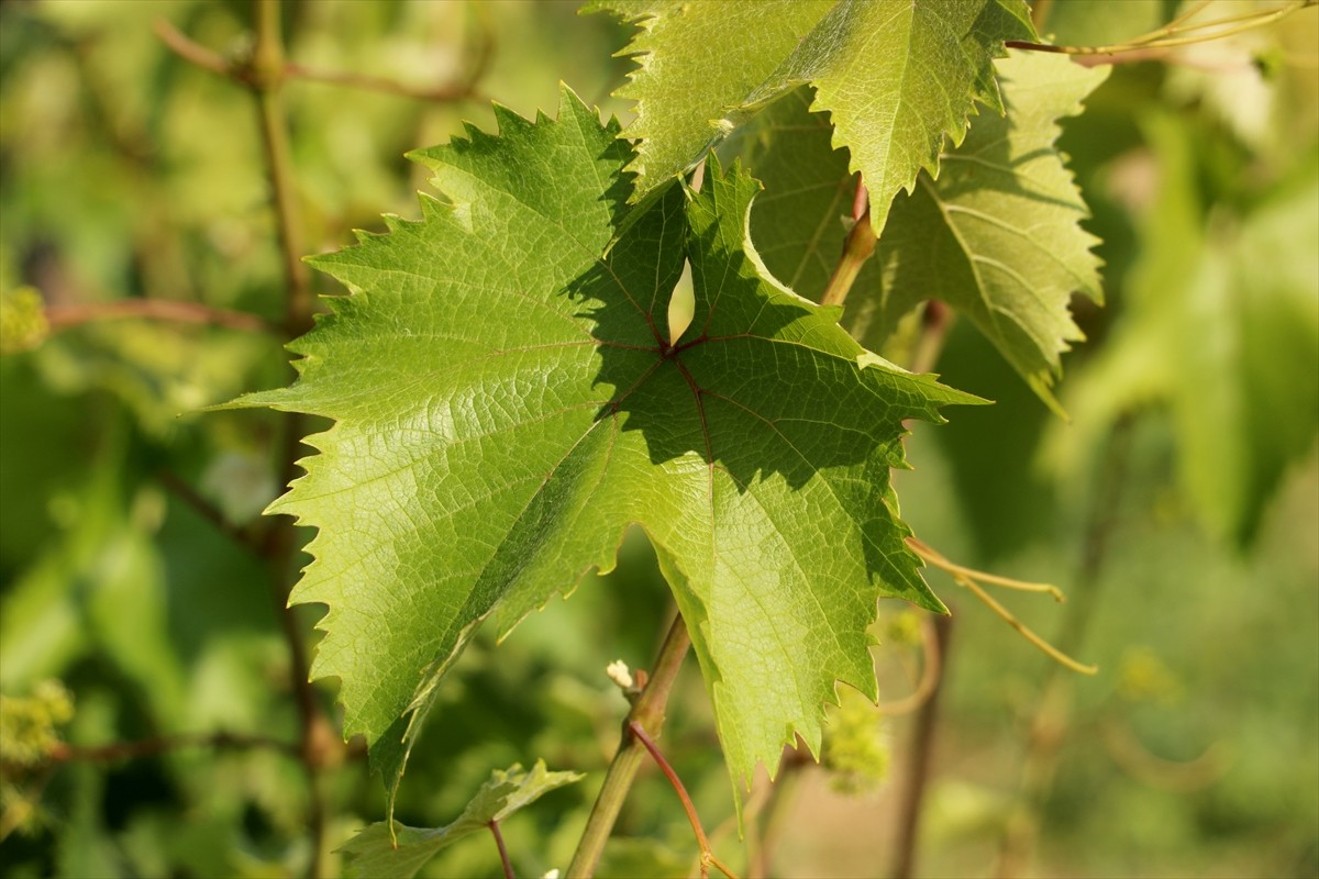 Tekirdağ'da "kınalı yapıncak" olarak adlandırılan meşhur Yapıncak üzümünün tescil edilen tüysüz ve...
