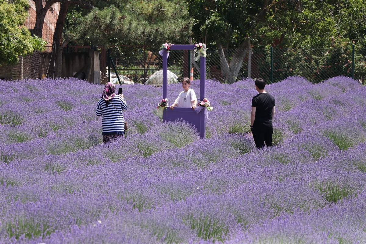 Tekirdağ'da turistlerin ilgi odağı haline gelen lavanta tarlaları, Kurban Bayramı'nda çok sayıda...