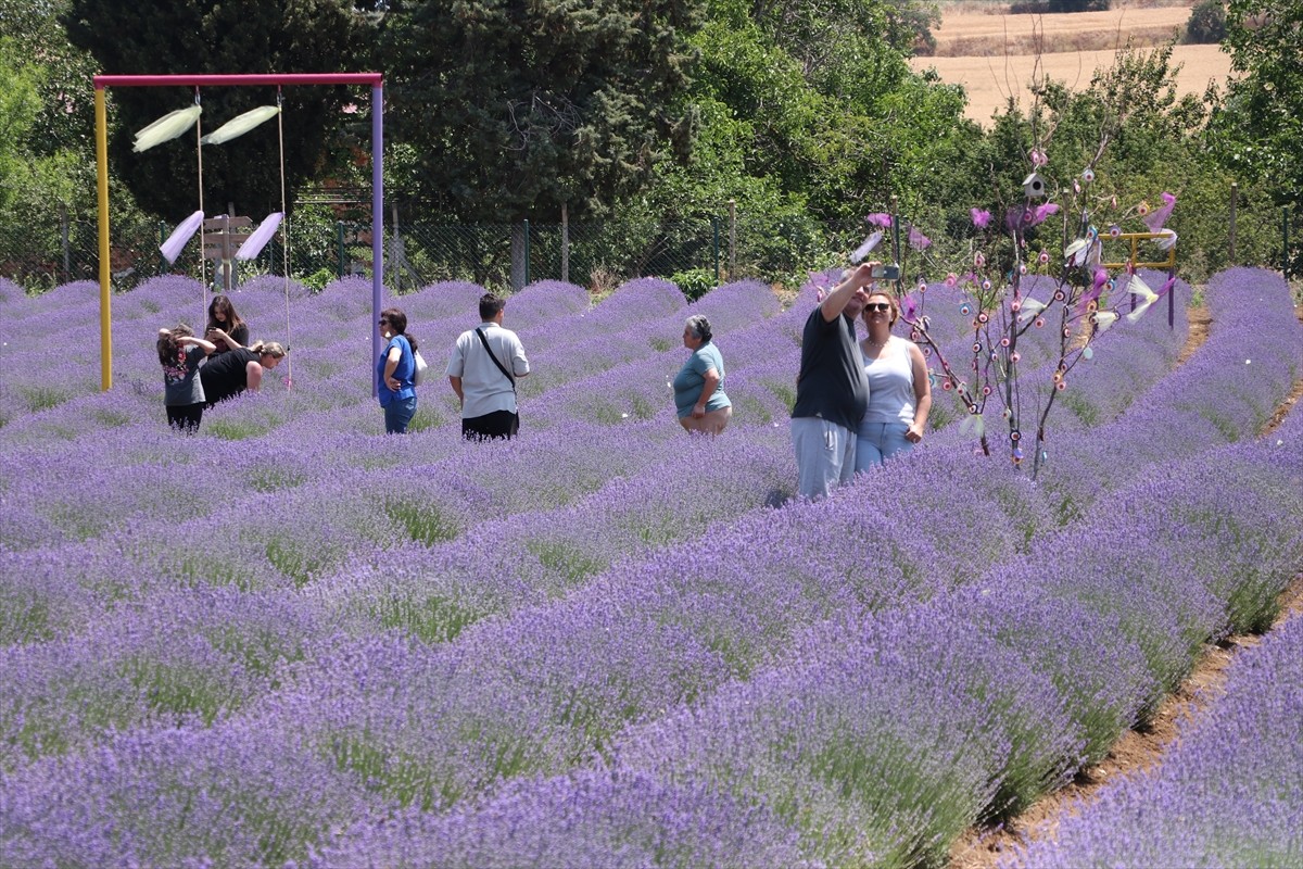 Tekirdağ'da turistlerin ilgi odağı haline gelen lavanta tarlaları, Kurban Bayramı'nda çok sayıda...