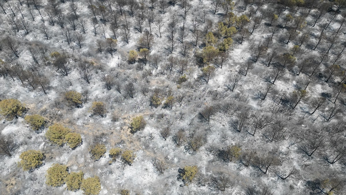  Tekirdağ'ın Şarköy ilçesinde orman yangınında zarar gören 22 hektar alan havadan...