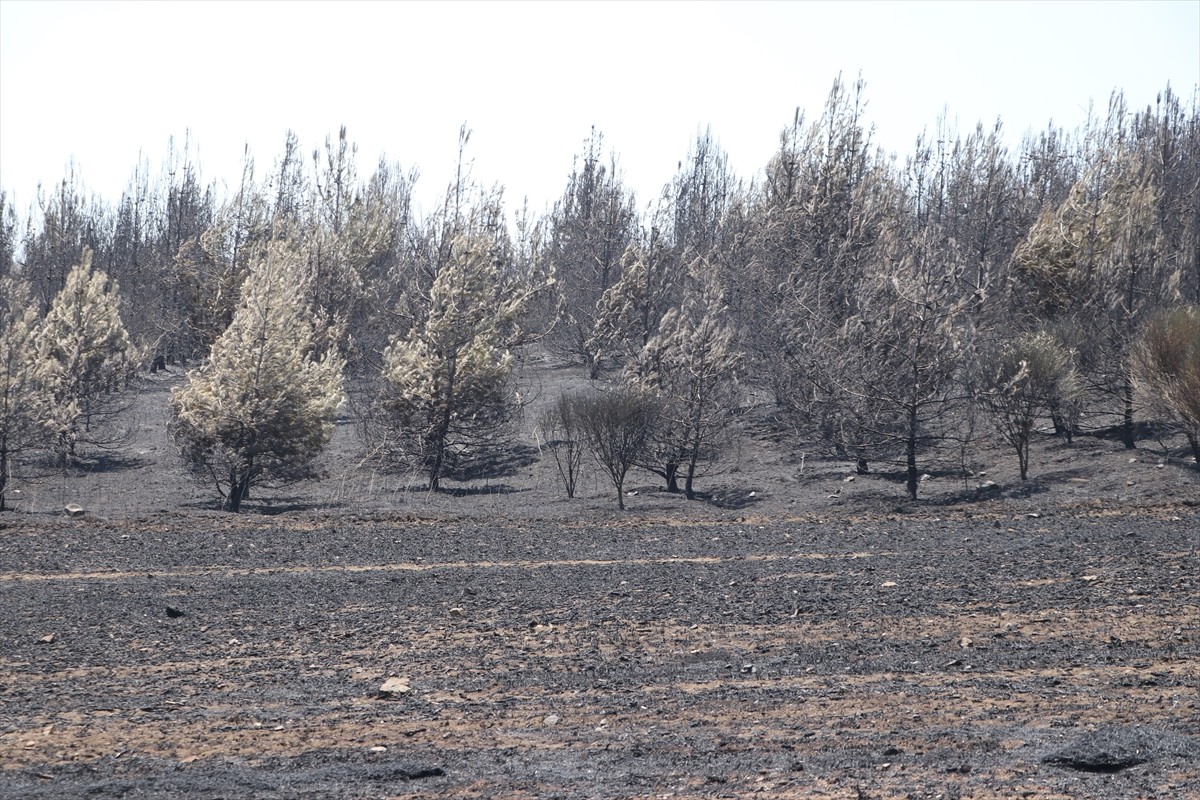 Tekirdağ'ın Şarköy ilçesinde ormanlık alanda çıkan yangın, havadan ve karadan müdahaleyle kontrol...