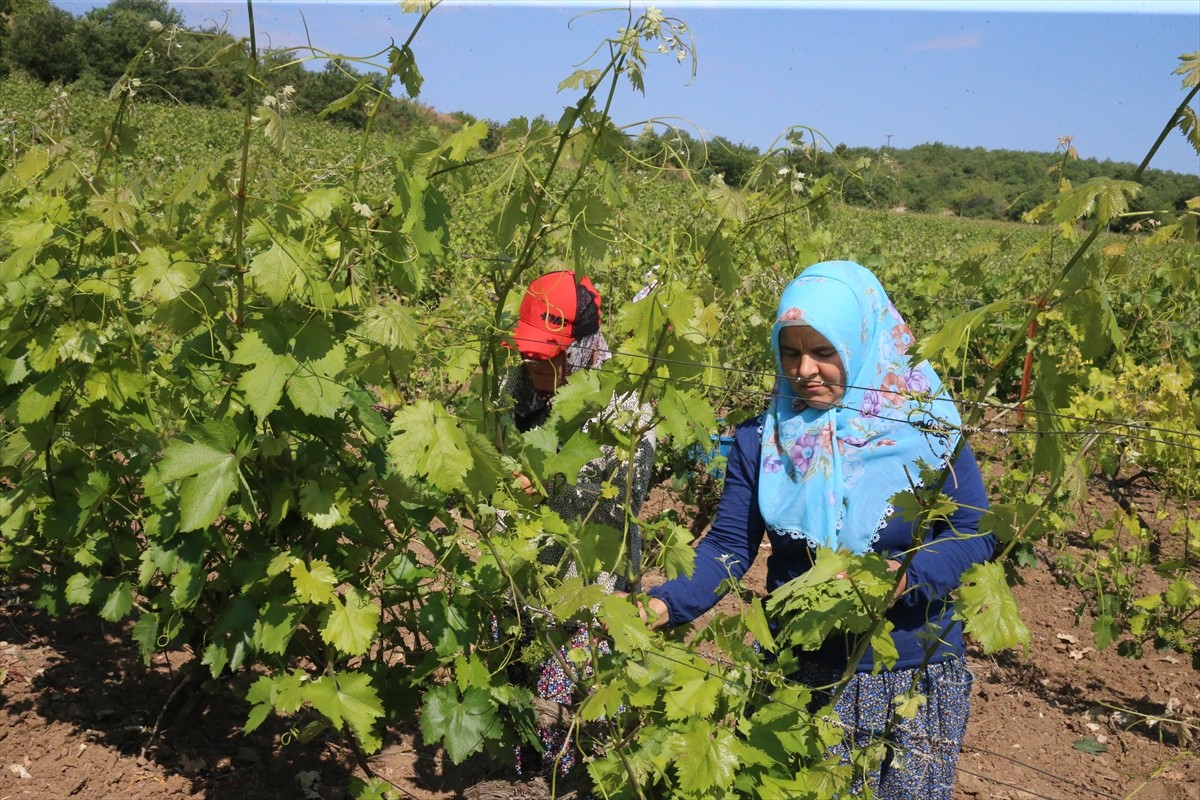 Tokat'ta coğrafi işaretli "narince" bağ yaprağının hasadı devam ediyor.