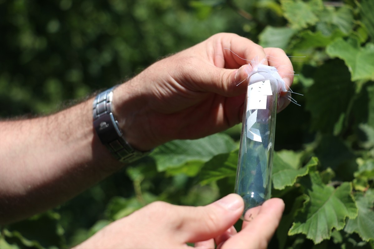 Trabzon'da, kahverengi kokarca zararlısıyla biyolojik mücadele amacıyla son bir haftada 56 bin...