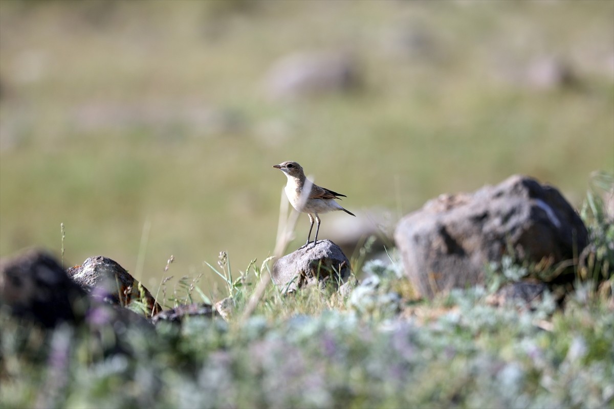 Türkiye'nin önemli kuş merkezlerinden Iğdır'da, bugüne kadar yapılan çalışmalarda 349 kuş türünün...